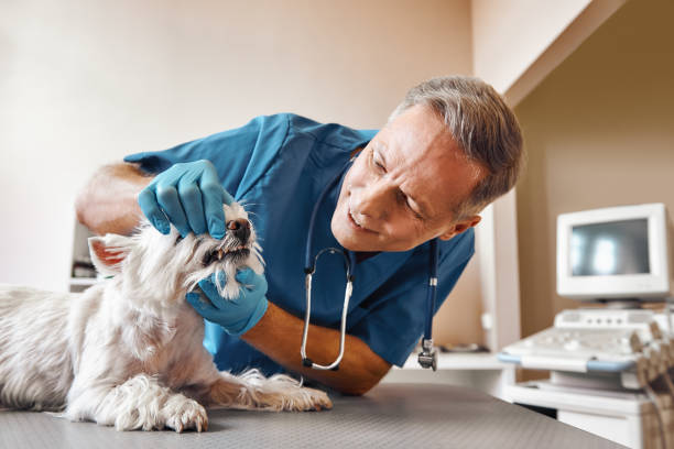 Best Emergency Treatment for Oral Infections in Occidental, CA